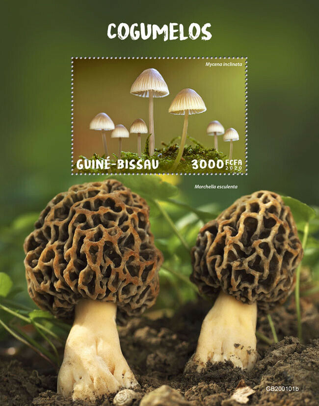 Guinea-Bissau Mushrooms Stamps 2020 MNH Fungi Mushroom Nature 1v S/S