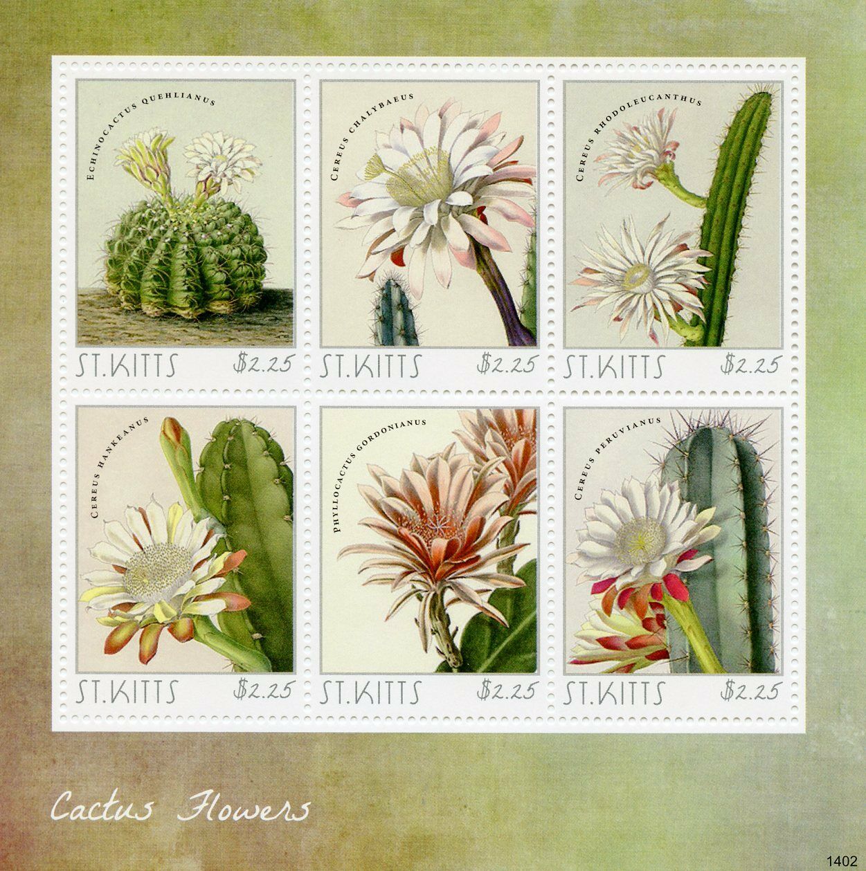 St Kitts 2014 MNH Nature Stamps Cactus Flowers Echinocactus Cereus Flora 6v M/S