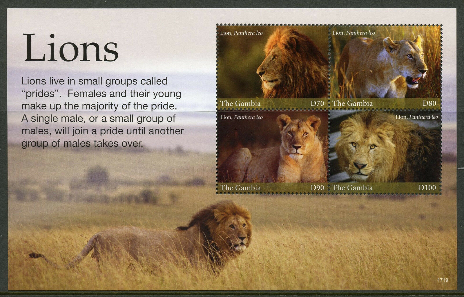 Gambia 2017 MNH Lions Lion King of Beasts 4v M/S II Wild Animals Big Cats Stamps