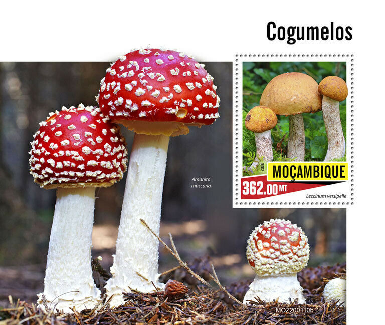 Mozambique Mushrooms Stamps 2020 MNH Fly Agaric Mushroom Fungi Nature 1v S/S