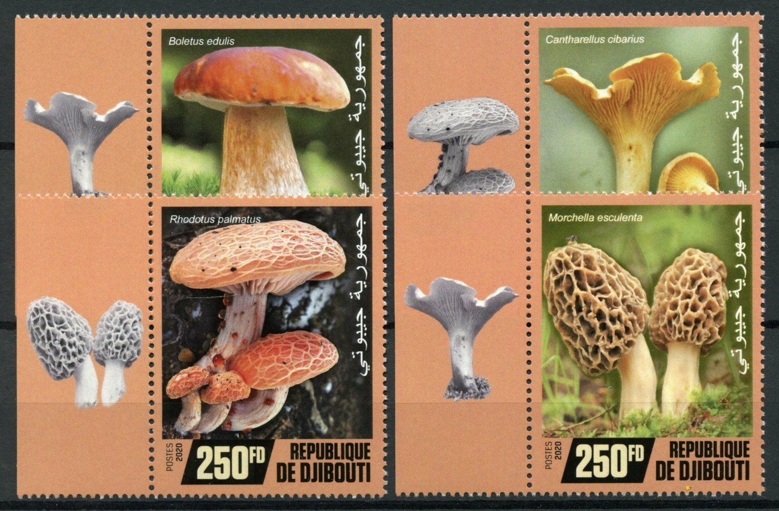 Djibouti Mushrooms Stamps 2020 MNH Boletus Cantherelle Mushroom Fungi 4v Set