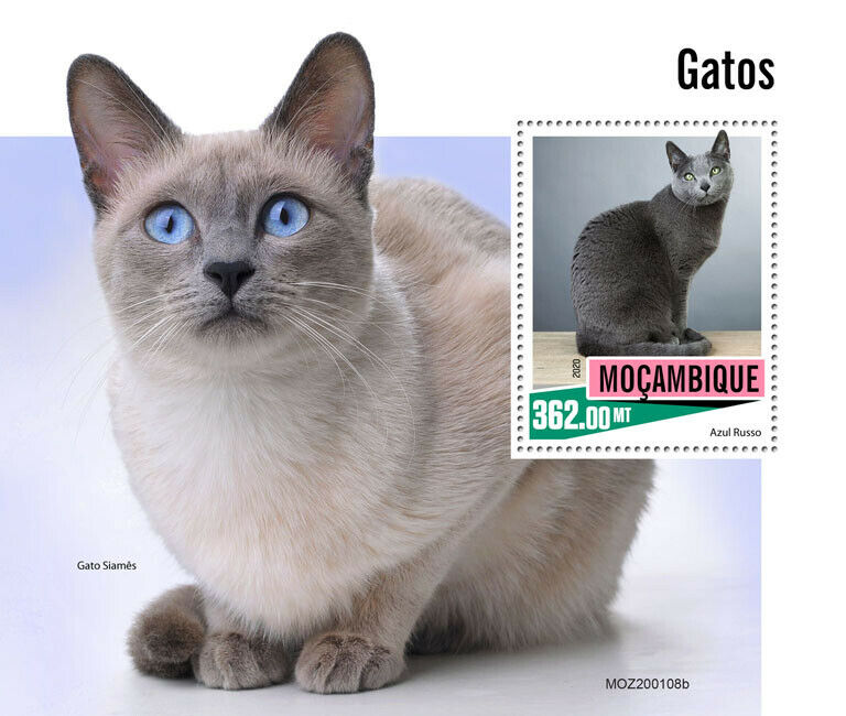 Mozambique Cats Stamps 2020 MNH Russian Blue Siamese Cat Domestic Animals 1v S/S