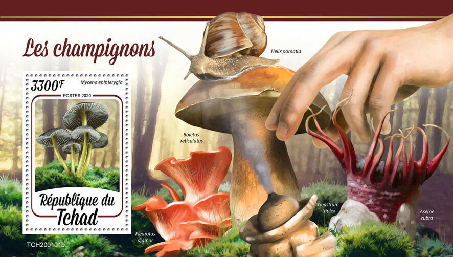Chad Mushrooms Stamps 2020 MNH Fungi Mushroom Nature 1v S/S