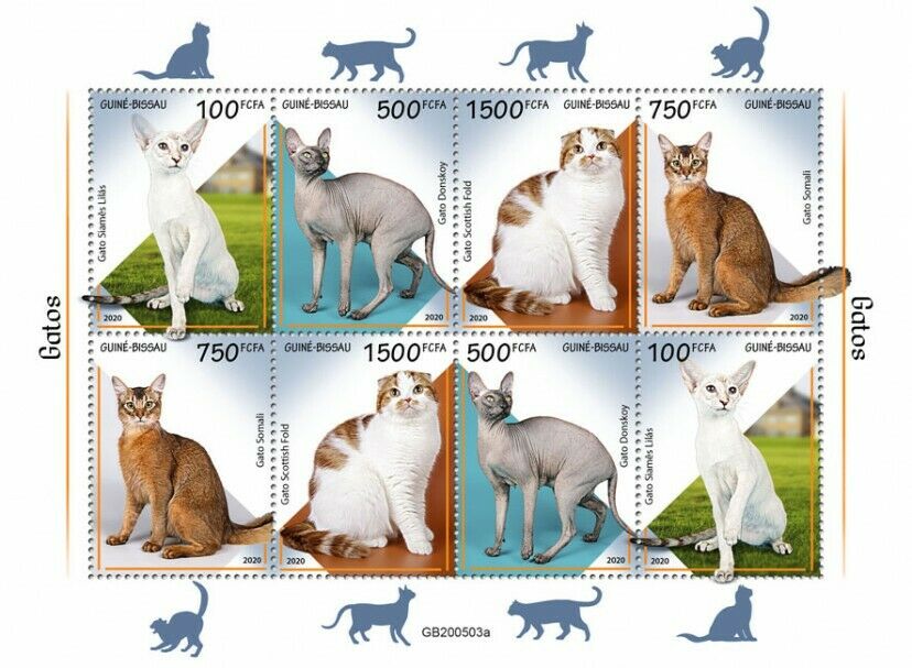 Guinea-Bissau 2020 MNH Cats Stamps Somali Scottish Fold Donskoy Cat 8v M/S
