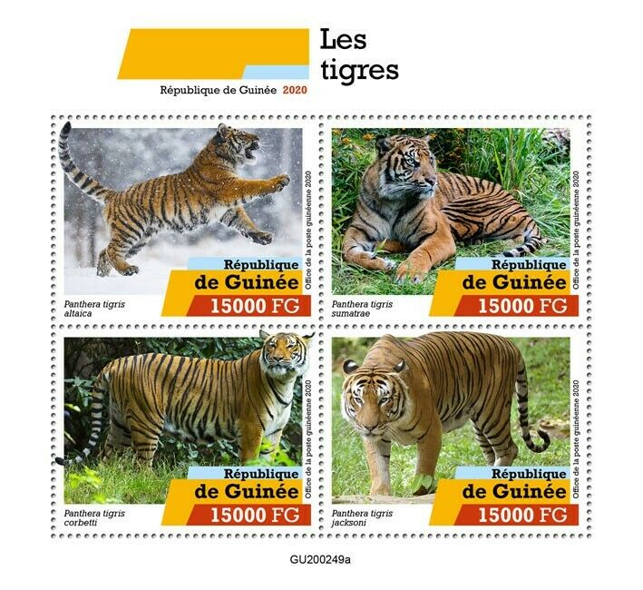 Guinea Wild Animals Stamps 2020 MNH Tigers Big Cats Fauna 4v M/S