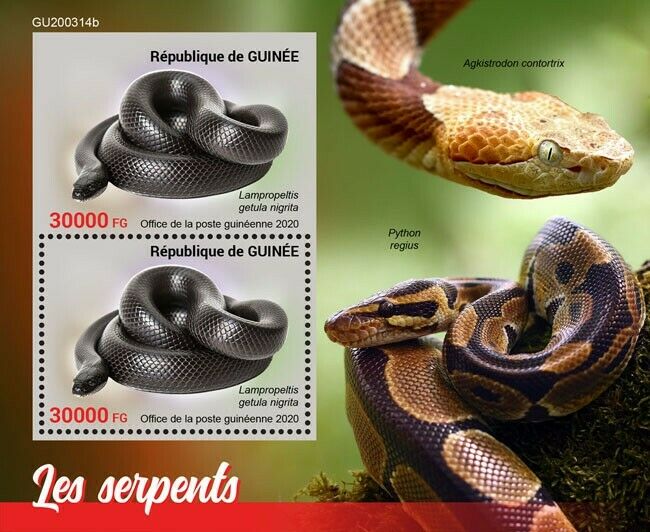 Guinea Reptiles Stamps 2020 MNH Snakes Mexican Black Kingsnake 2v S/S + IMPF