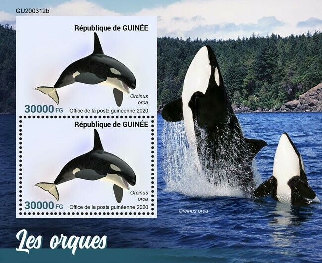 Guinea Marine Animals Stamps 2020 MNH Orcas Killer Whales Fauna 2v S/S + IMPF