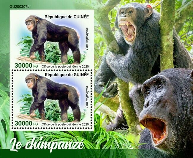 Guinea Wild Animals Stamps 2020 MNH Chimpanzees Primates 2v S/S + IMPF