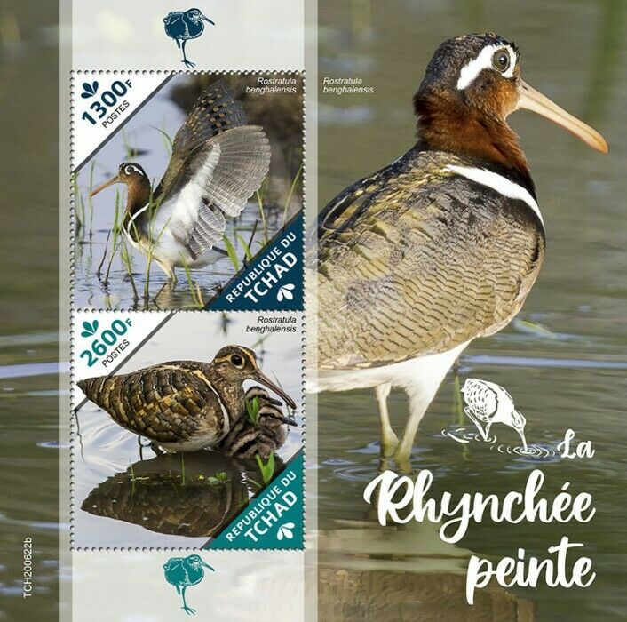 Chad Birds on Stamps 2020 MNH Snipes Greater-Painted Snipe 2v S/S