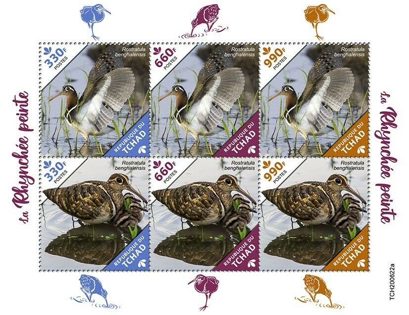 Chad Birds on Stamps 2020 MNH Snipes Greater-Painted Snipe 6v M/S
