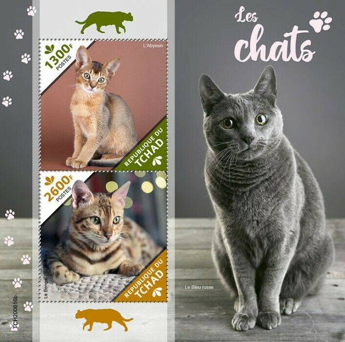 Chad 2020 MNH Cats Stamps Abyssinian Bengal Cat Domestic Animals Pets 2v S/S