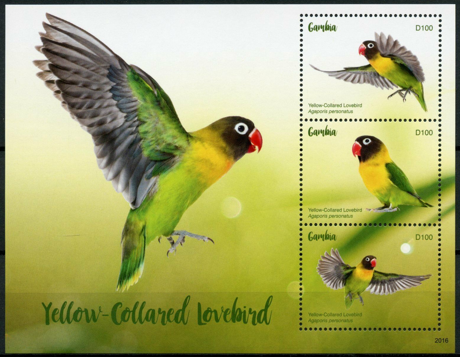 Gambia 2020 MNH - Yellow-Collared Lovebird - Lovebirds Parrots Birds - 3v MS
