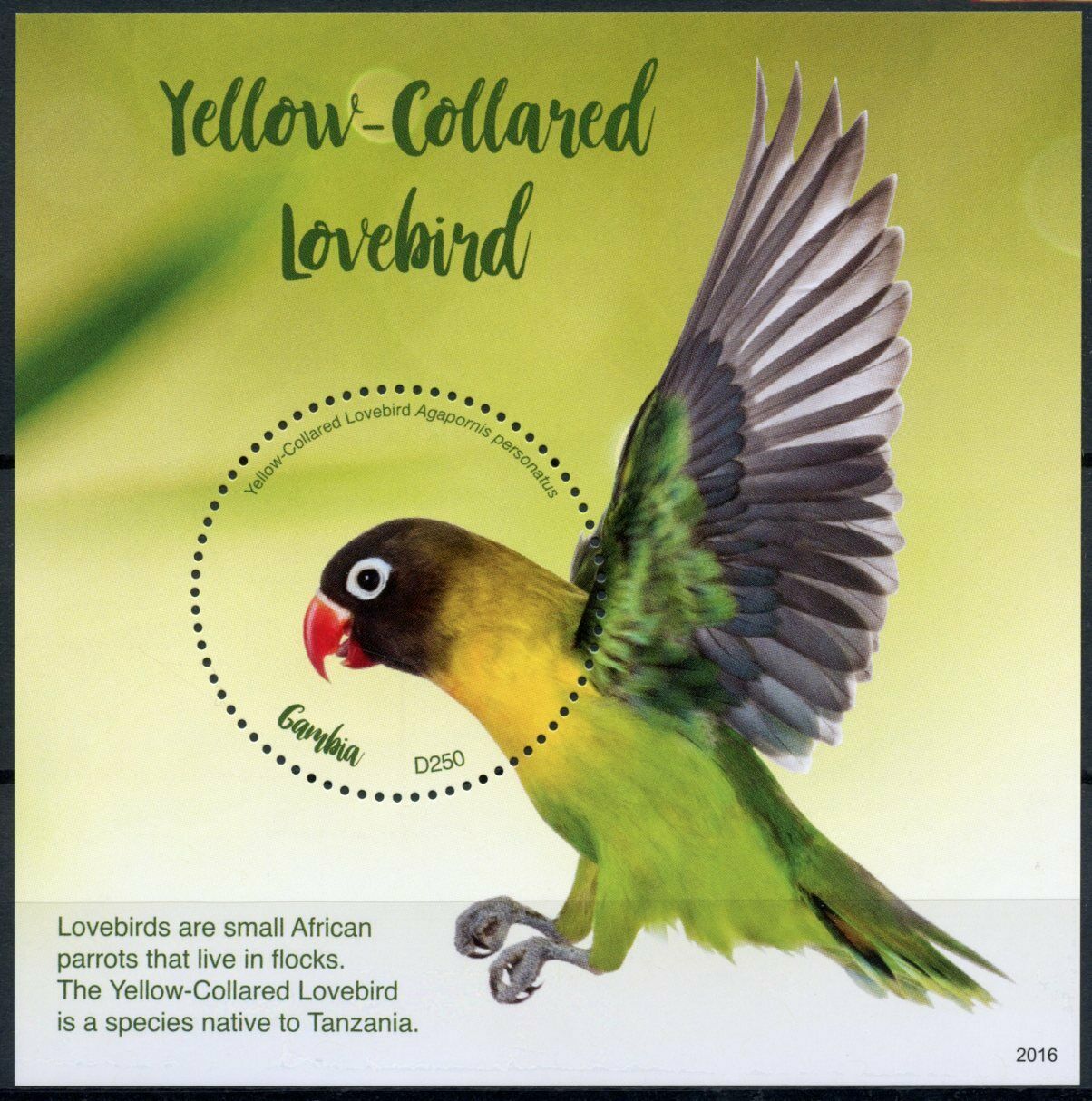 Gambia 2020 MNH - Yellow-Collared Lovebird - Lovebirds Parrots Birds - 1v S/S