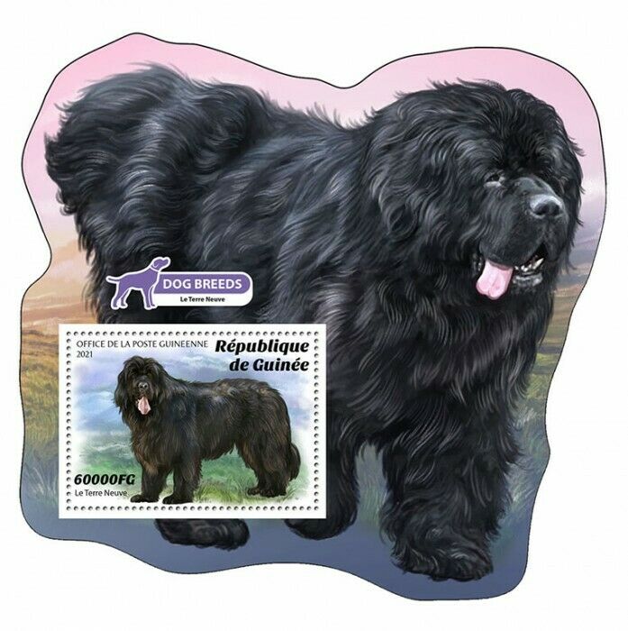 Guinea Dogs Stamps 2021 MNH Newfoundland Dog Breeds Domestic Animals 1v S/S