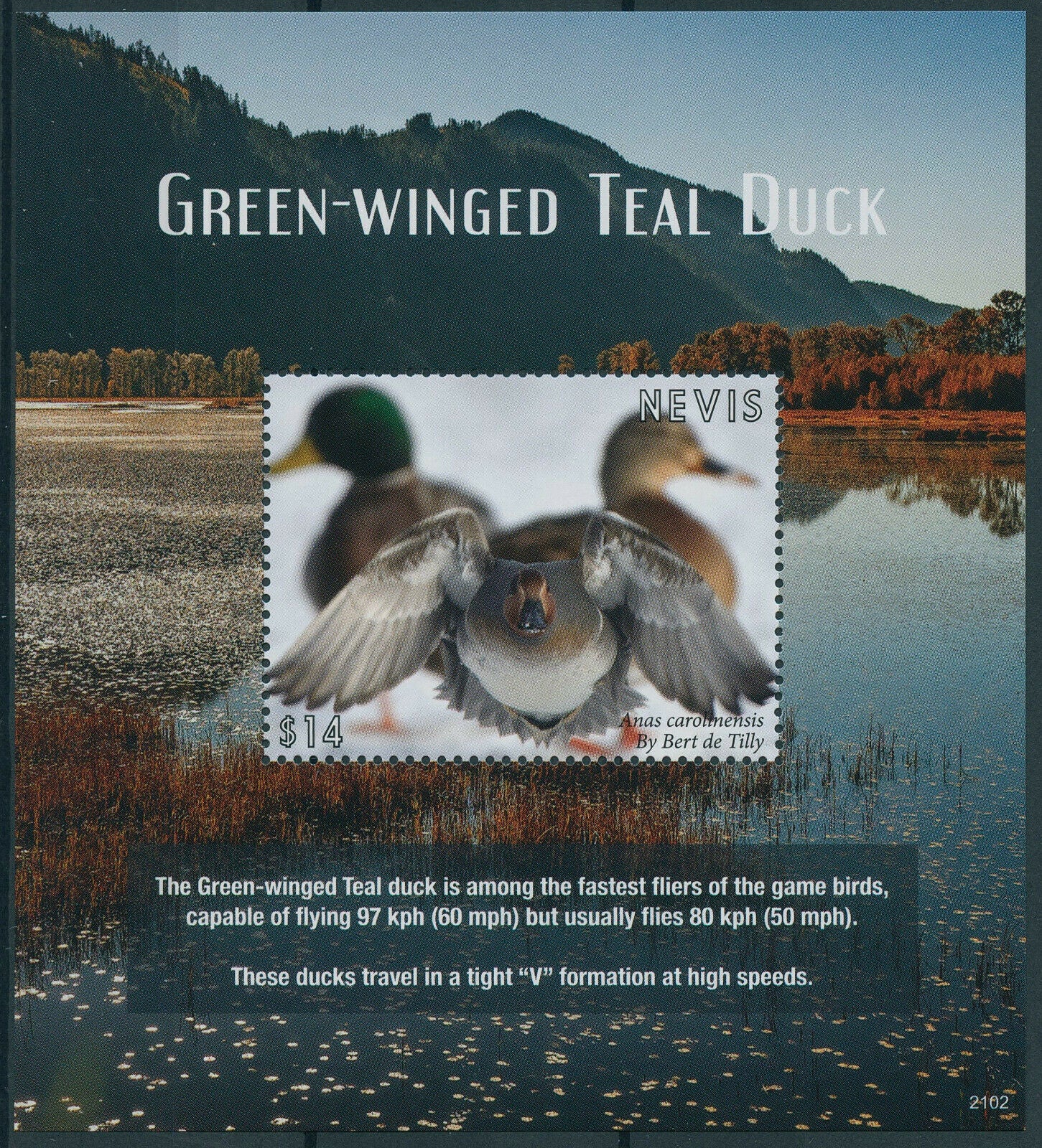 Nevis 2021 MNH Birds on Stamps Green-Winged Teal Ducks Teals 1v S/S