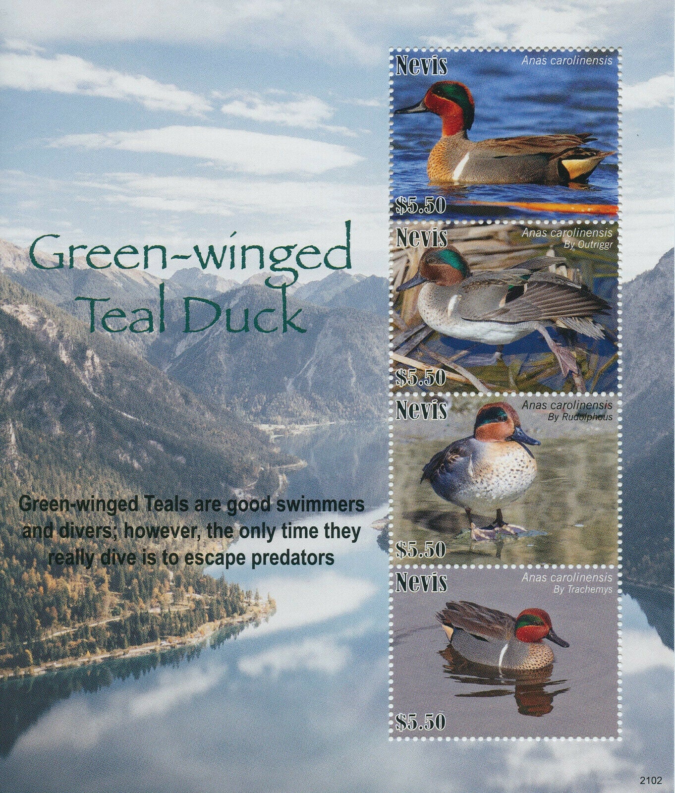 Nevis 2021 MNH Birds on Stamps Green-Winged Teal Ducks Teals 4v M/S