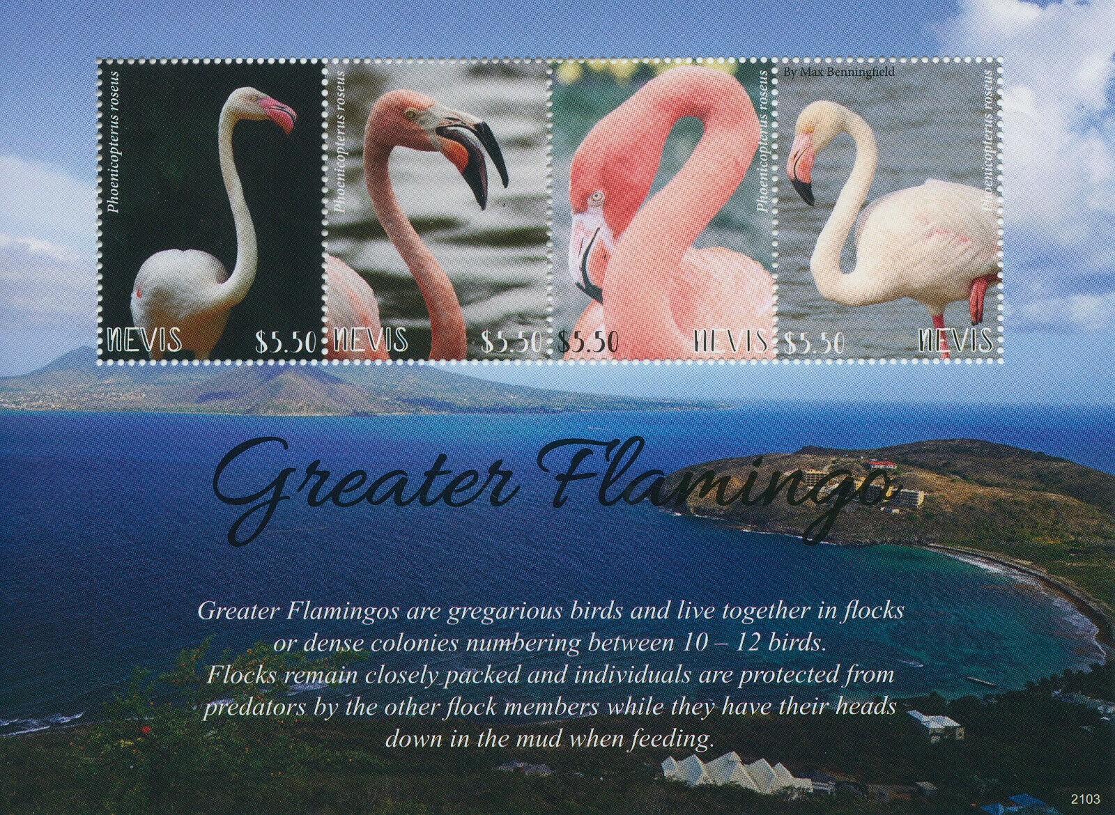 Nevis 2021 MNH Birds on Stamps Greater Flamingo Flamingos 4v M/S