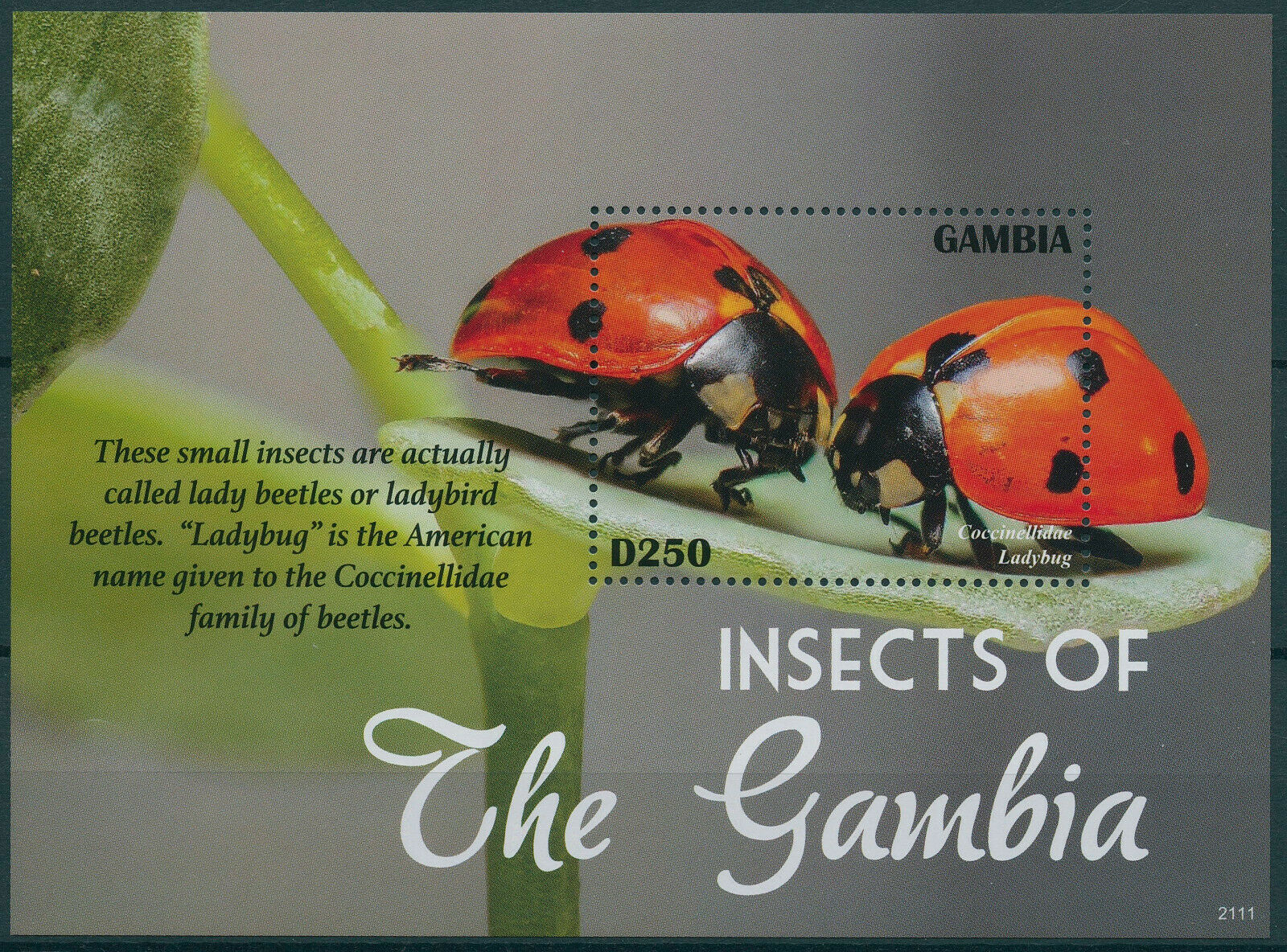 Gambia 2021 MNH Insects Stamps Ladybirds Ladybugs Beetles 1v S/S