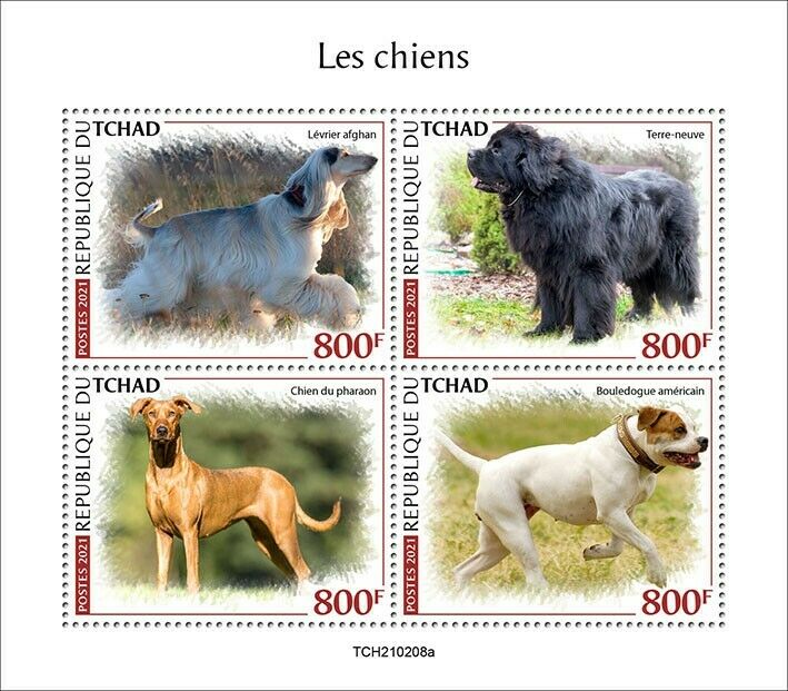 Chad 2021 MNH Dogs Stamps Pharaoh Afghan Hound Newfoundland Dog 4v M/S