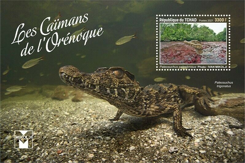 Chad 2021 MNH Reptiles Stamps Orinoco Caimans Crocodiles