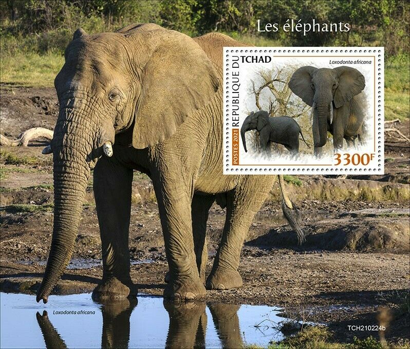 Chad 2021 MNH Wild Animals Stamps Elephants African Bush Elephant 1v S/S