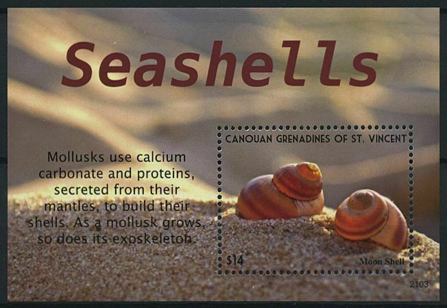 Canouan Gren St Vincent 2021 MNH Seashells Stamps Moon Shell Molluscs 1v S/S