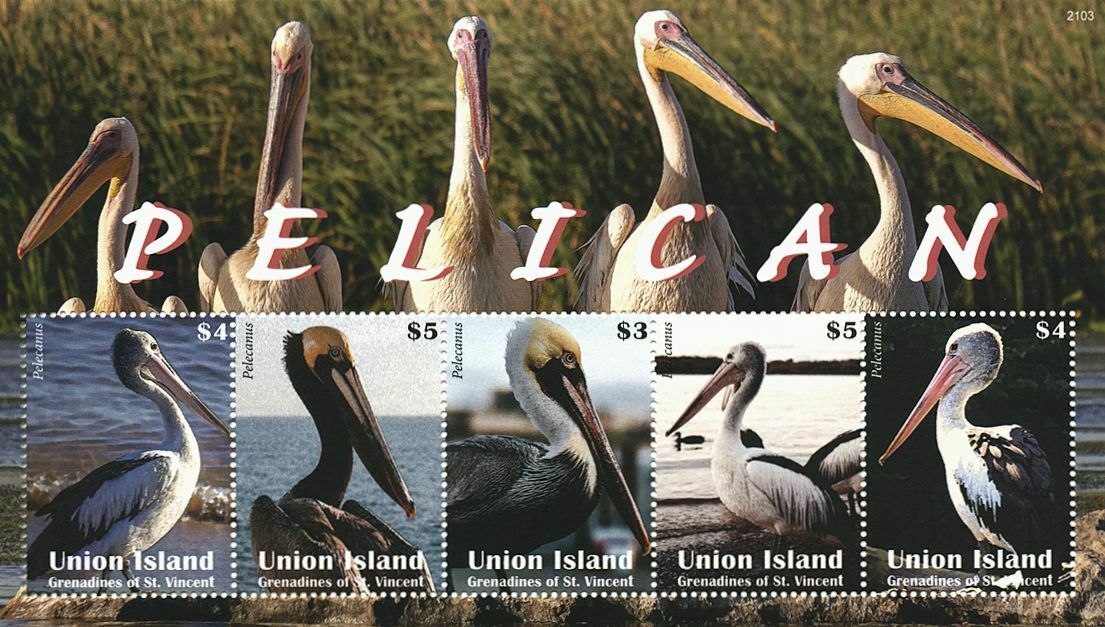 Union Island Gren St Vincent 2021 MNH Birds on Stamps Pelicans Pelican 5v M/S