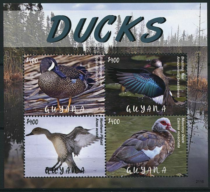 Guyana 2021 MNH Birds on Stamps Ducks Teal Pintail Muscovy Duck 4v M/S