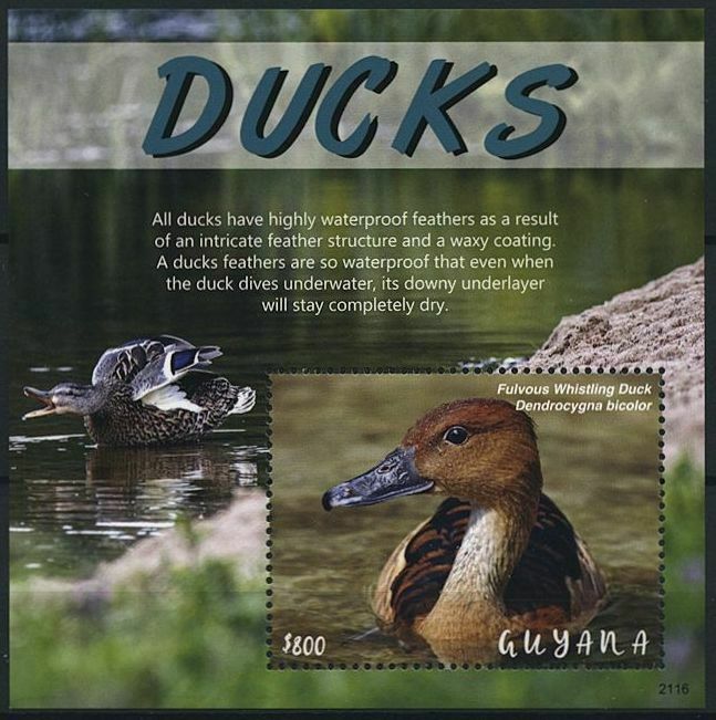 Guyana 2021 MNH Birds on Stamps Ducks Fulvous Whistling Duck 1v S/S