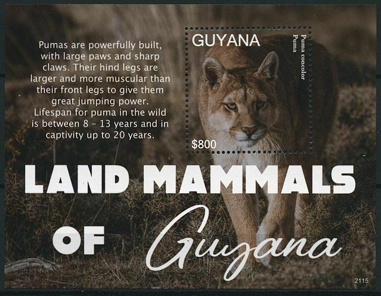 Guyana 2021 MNH Wild Animals Stamps Land Mammals Pumas Big Cats Puma 1v S/S