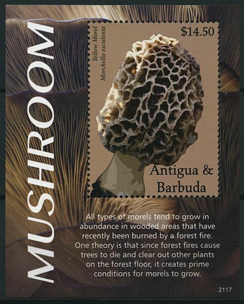 Antigua & Barbuda 2021 MNH Mushrooms Stamps Fungi Yellow Morel Nature 1v S/S