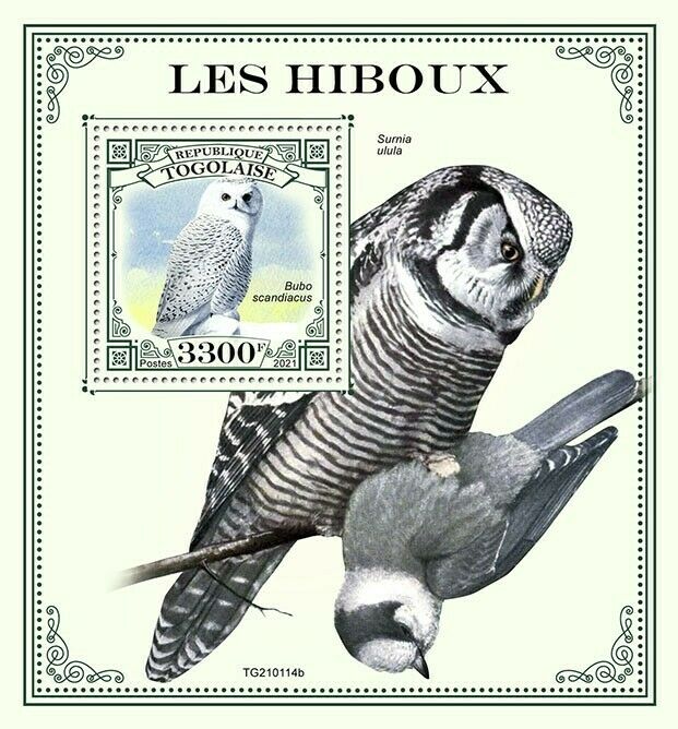 Togo 2021 MNH Birds of Prey on Stamps Owls Snowy Owl Northern Hawk-Owl 1v S/S