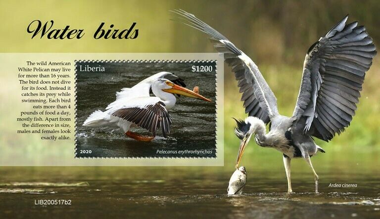Liberia 2020 MNH Water Birds on Stamps Pelicans White Pelican Herons 1v S/S II