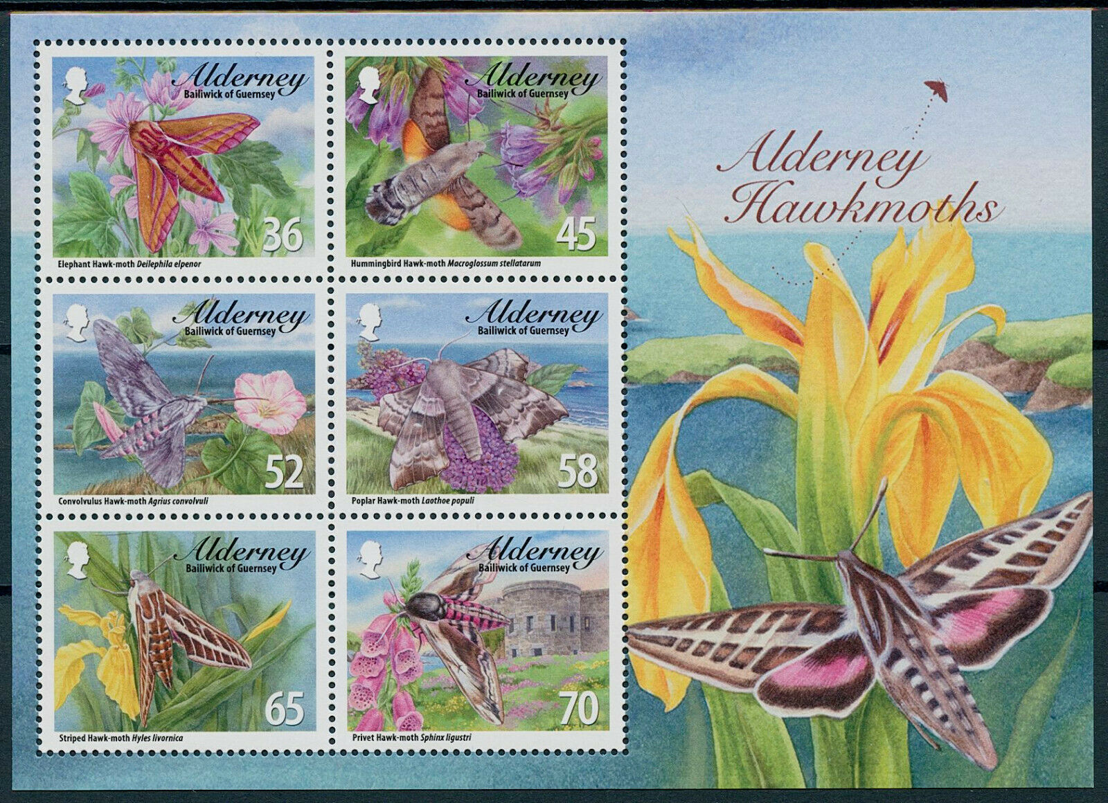 Alderney 2011 MNH Insects Stamps Hawkmoths Moths Elephant Hawkmoth 6v M/S