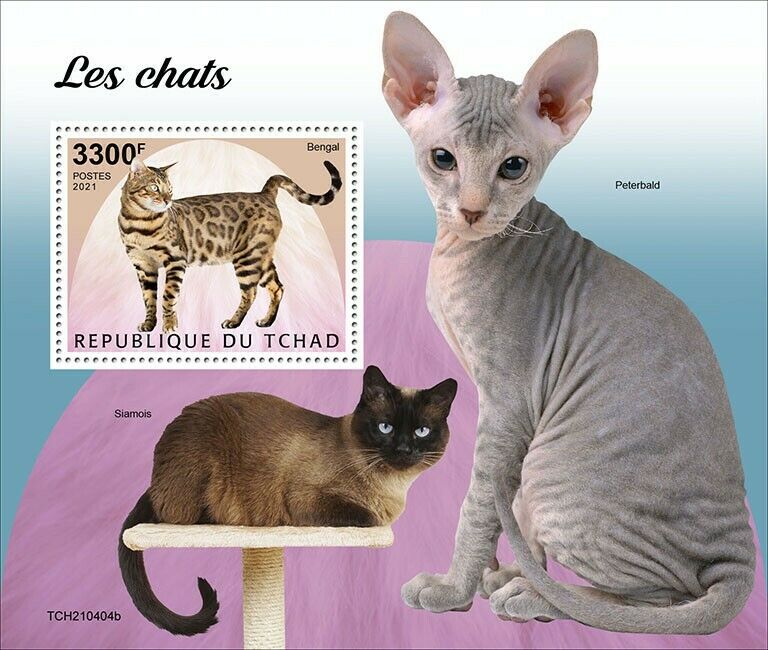 Chad 2021 MNH Cats Stamps Bengal Siamese Peterbald Cat Domestic Animals 1v S/S