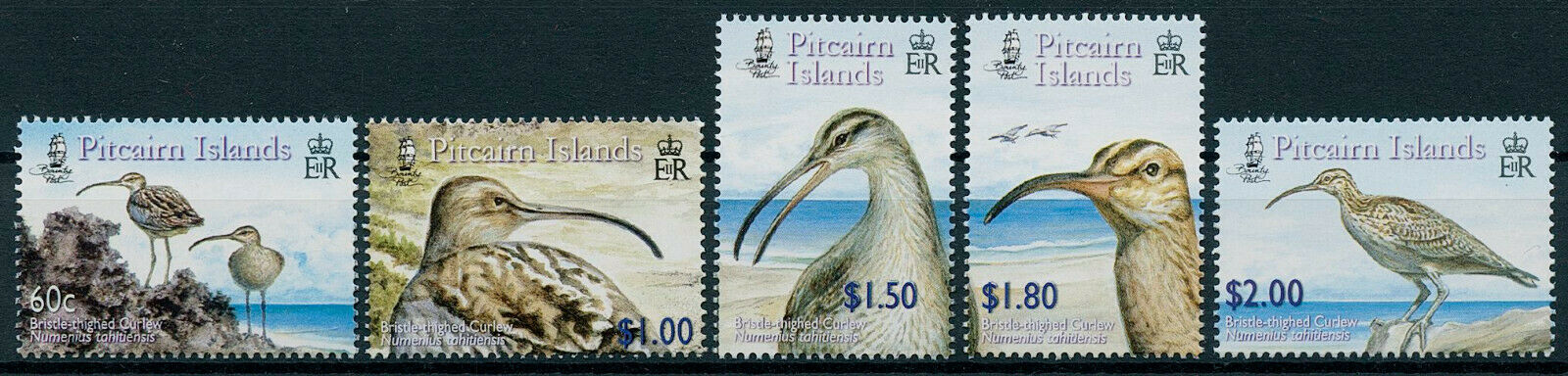 Pitcairn Islands 2005 MNH Birds on Stamps Bristle-thighed Curlews Curlew 5v Set