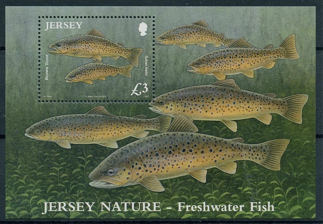 Jersey 2010 MNH Fishes Stamps Freshwater Fish Brown Trout 1v M/S