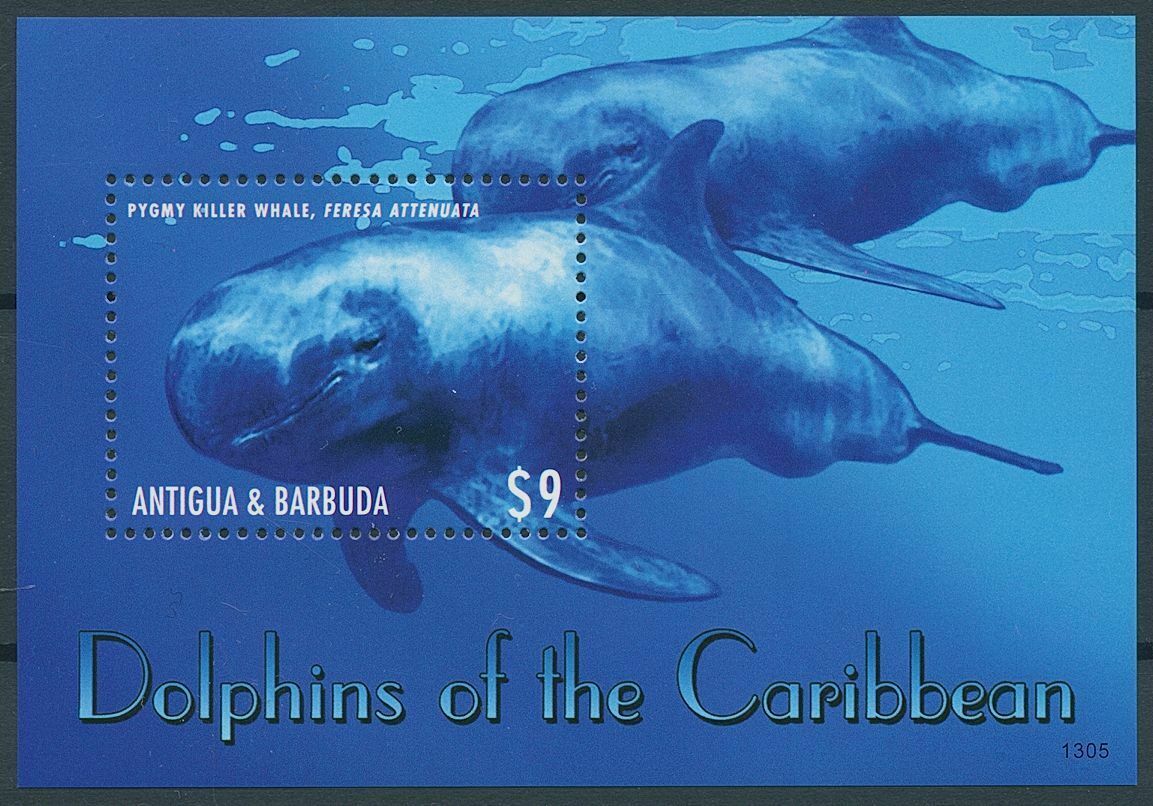 Antigua & Barbuda 2013 MNH Dolphins of Caribbean Stamps Pygmy Killer Whale 1v S/S