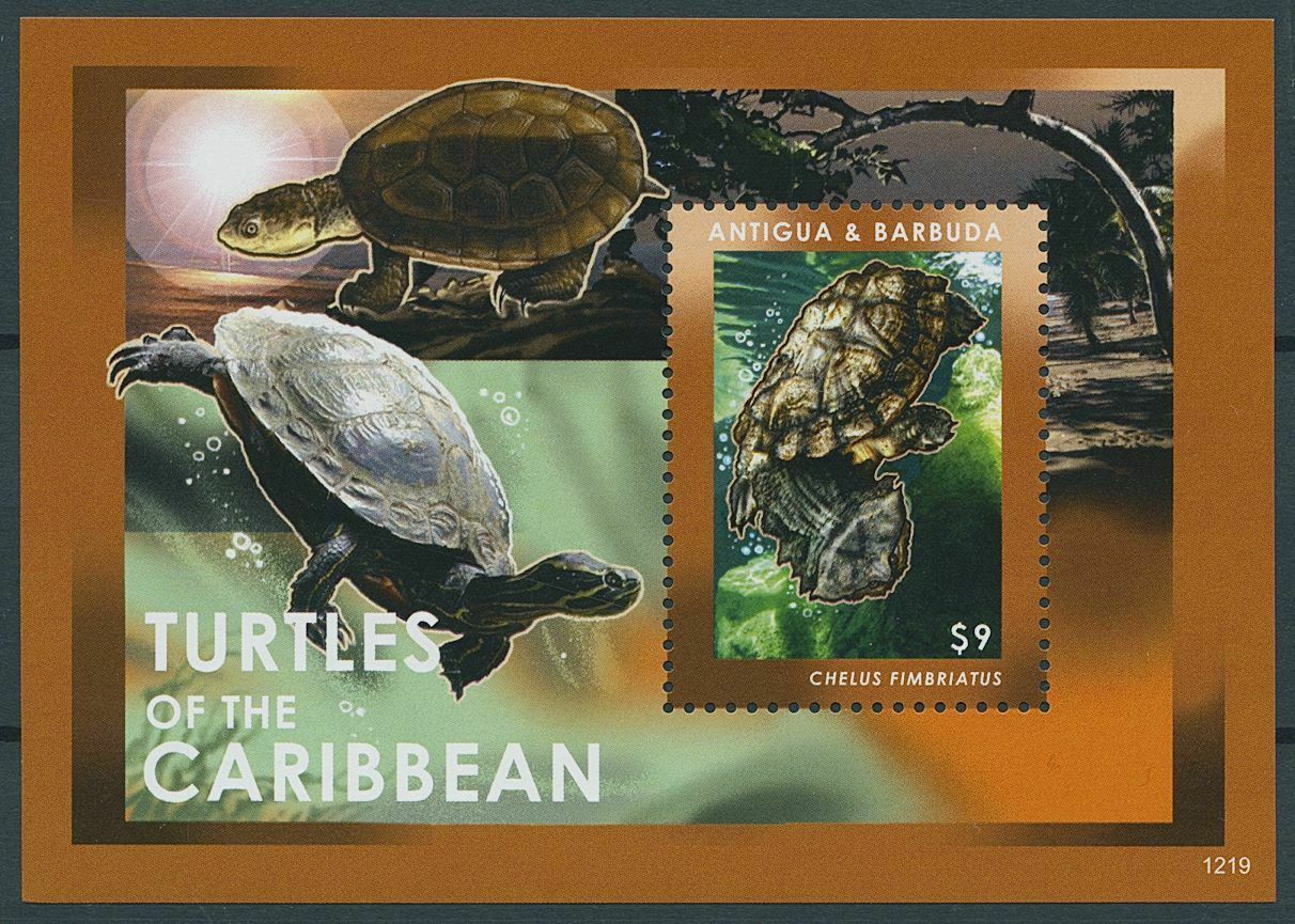 Antigua & Barbuda 2012 MNH Reptiles Stamps Turtles of Caribbean Mata Mata 1v S/S