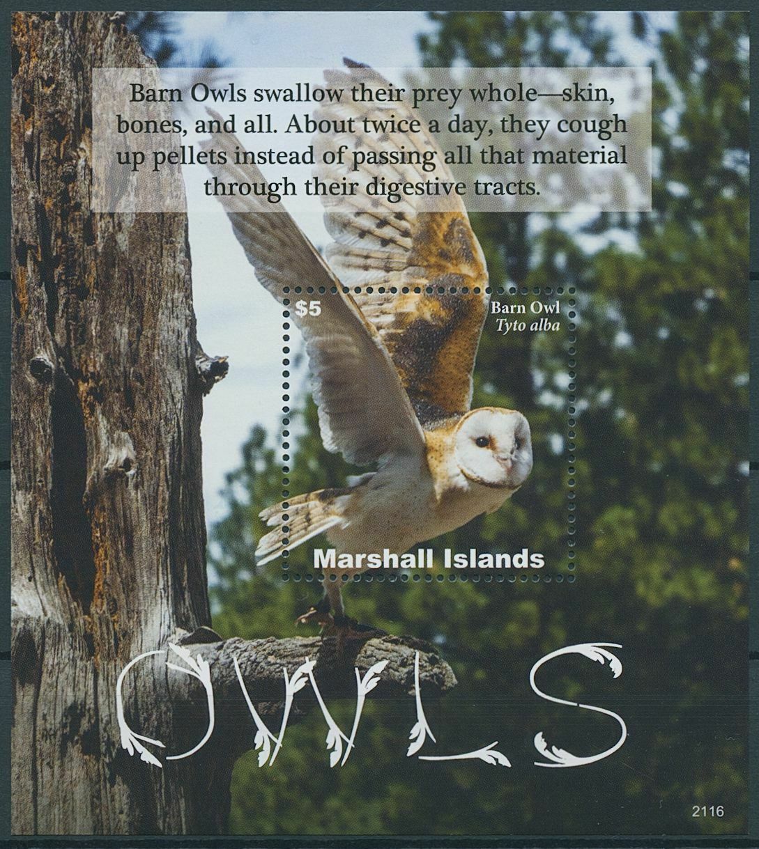Marshall Islands 2021 MNH Birds of Prey on Stamps Owls Barn Owl 1v S/S