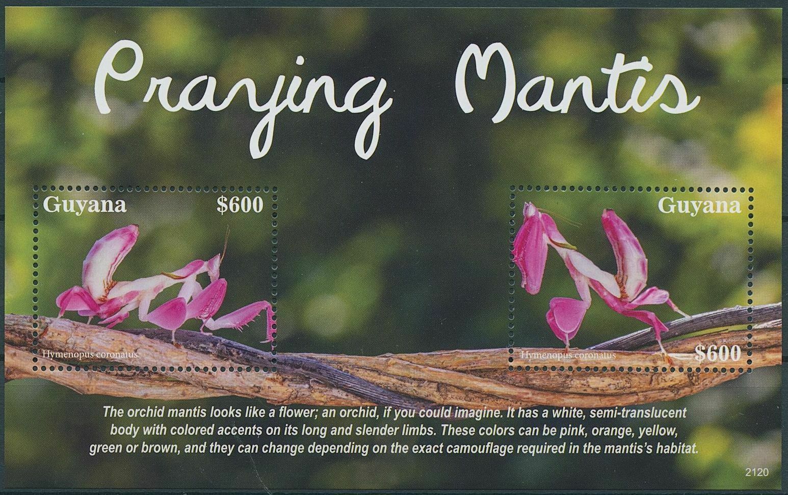 Guyana 2021 MNH Insects Stamps Praying Mantis Mantodea Orchid Mantises 2v S/S