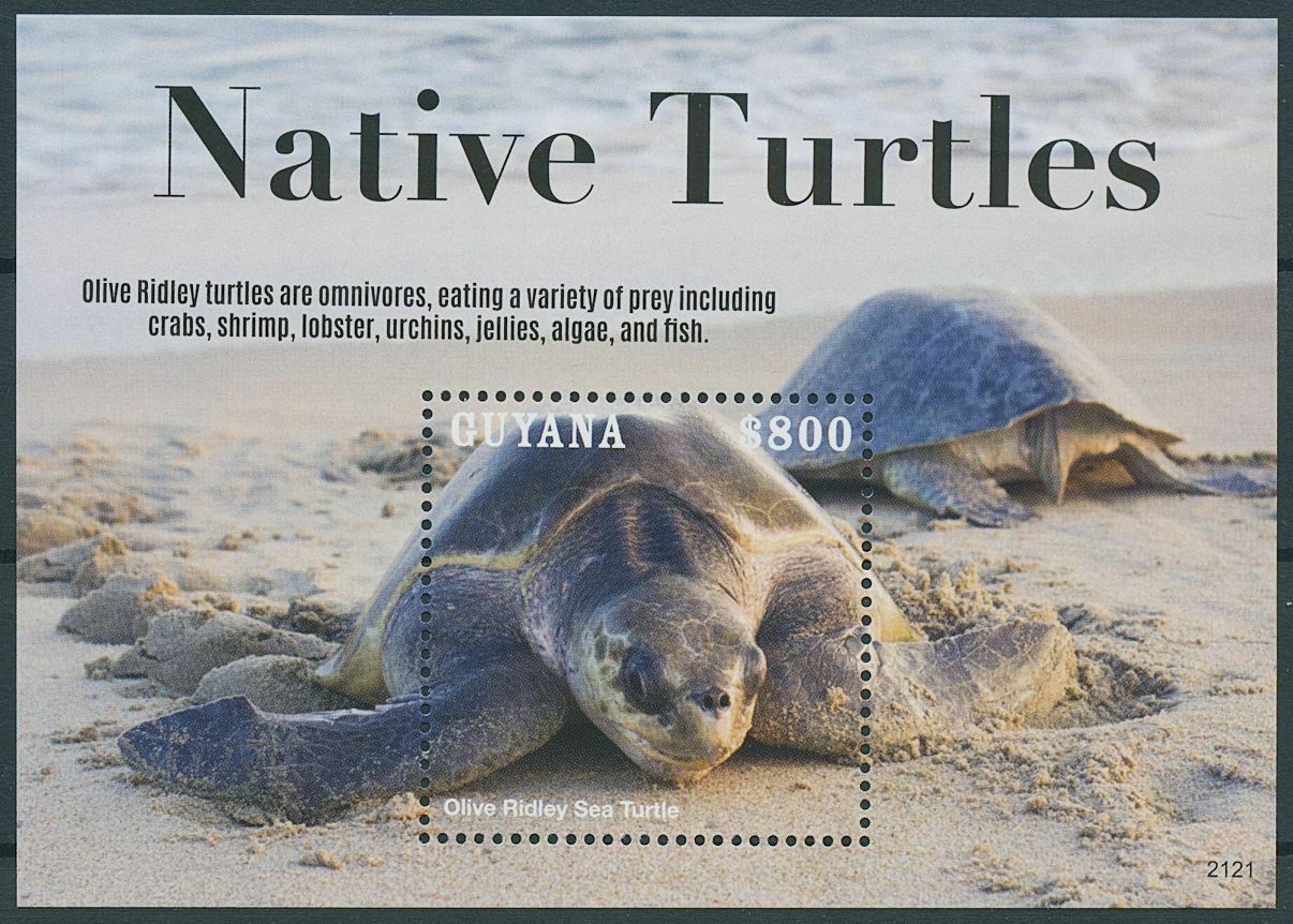 Guyana 2021 MNH Native Turtles Stamps Olive Ridley Sea Turtle Reptiles 1v S/S