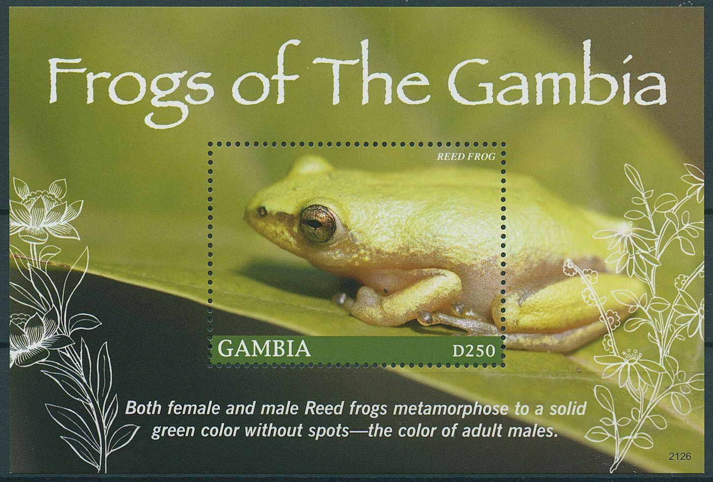 Gambia 2021 MNH Amphibians Stamps Frogs Reed Frog 1v S/S