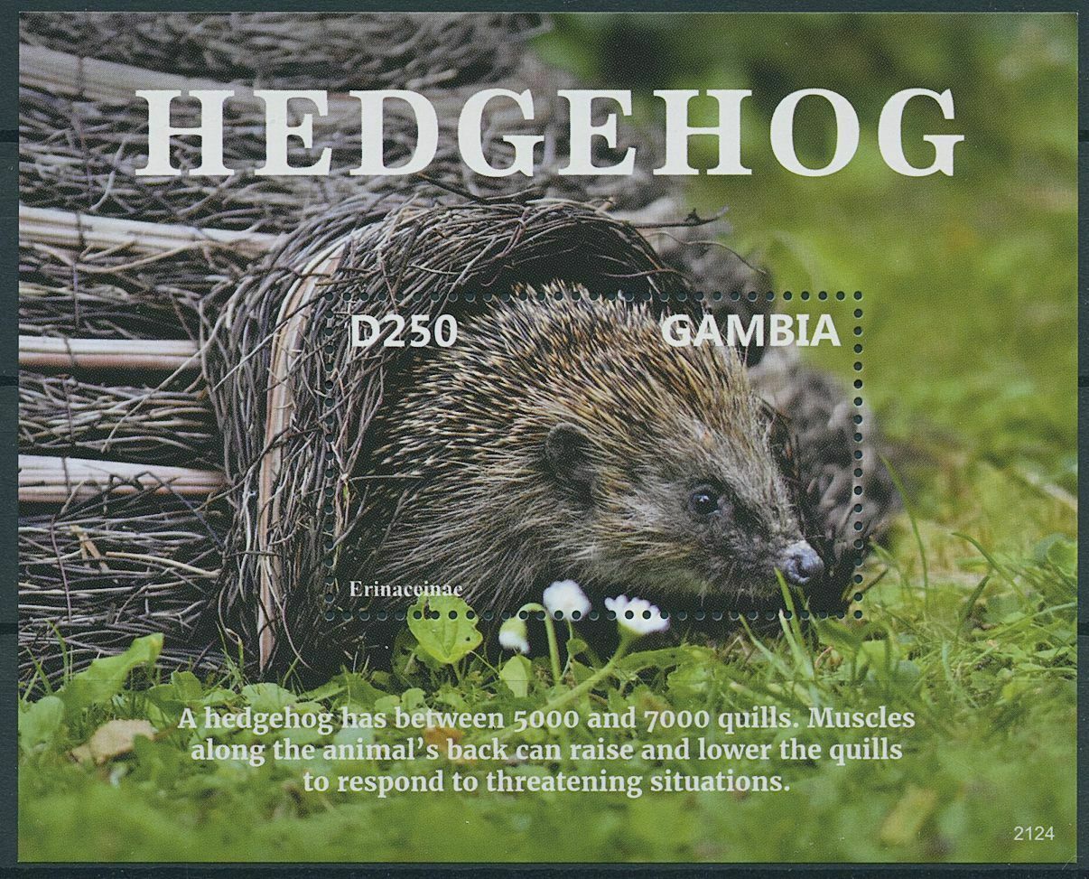 Gambia 2021 MNH Wild Animals Stamps Hedgehogs Hedgehog Erinaceinae 1v S/S