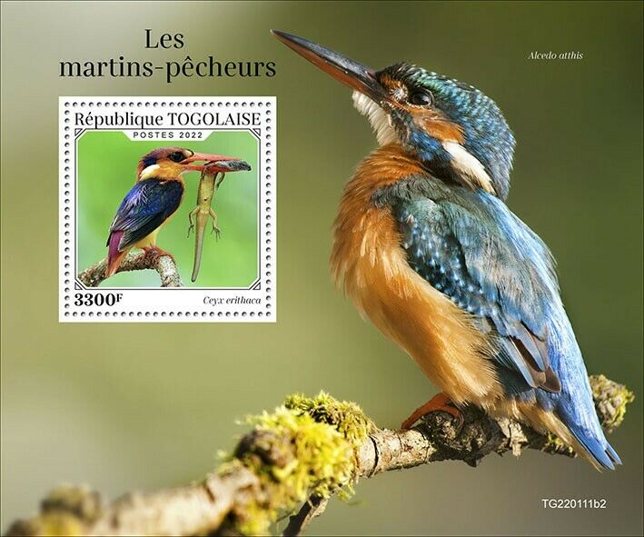 Togo 2022 MNH Birds on Stamps Kingfishers Oriental Dwarf Kingfisher 1v S/S II