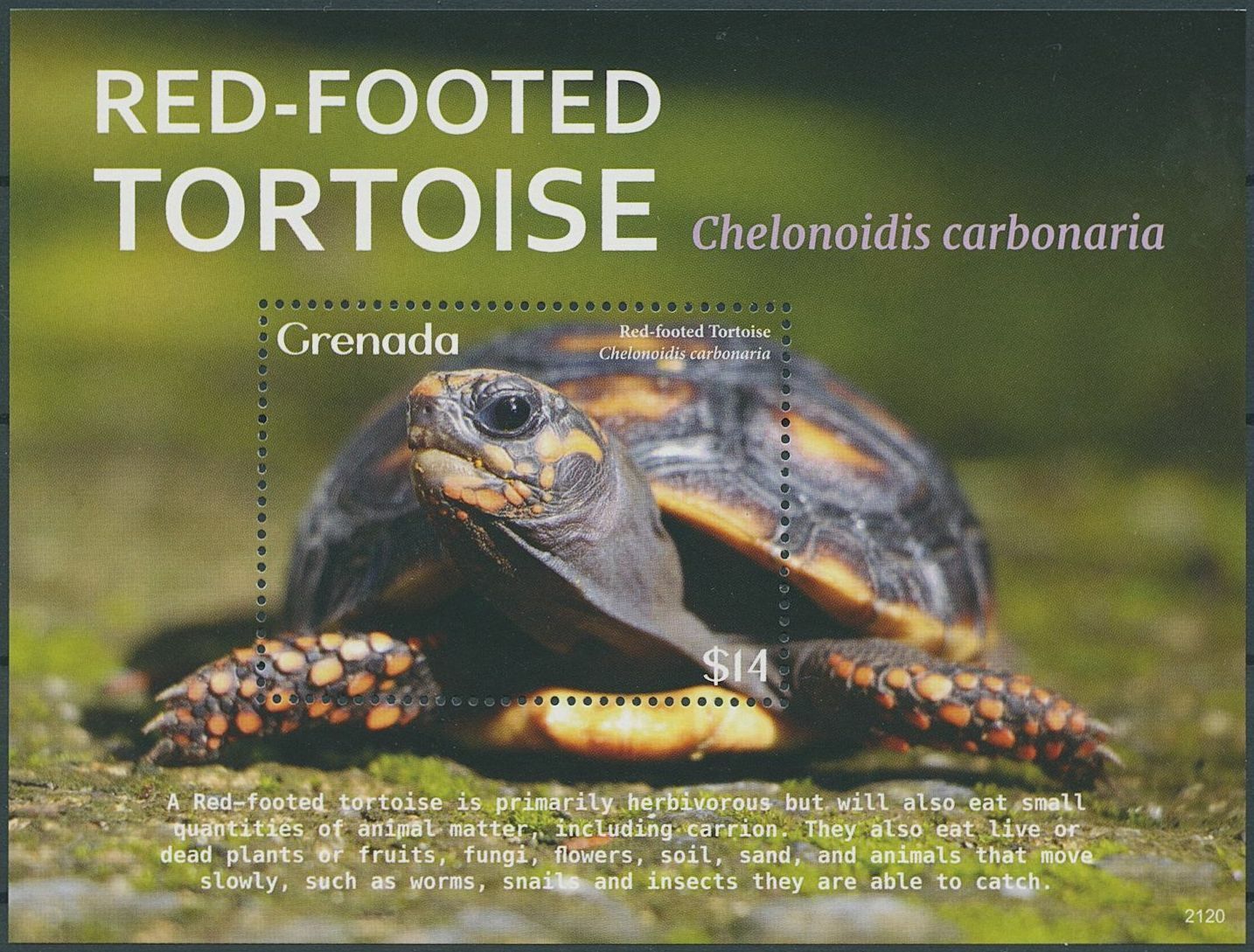 Grenada 2021 MNH Turtles Stamps Red-Footed Tortoise Tortoises Reptiles 1v S/S
