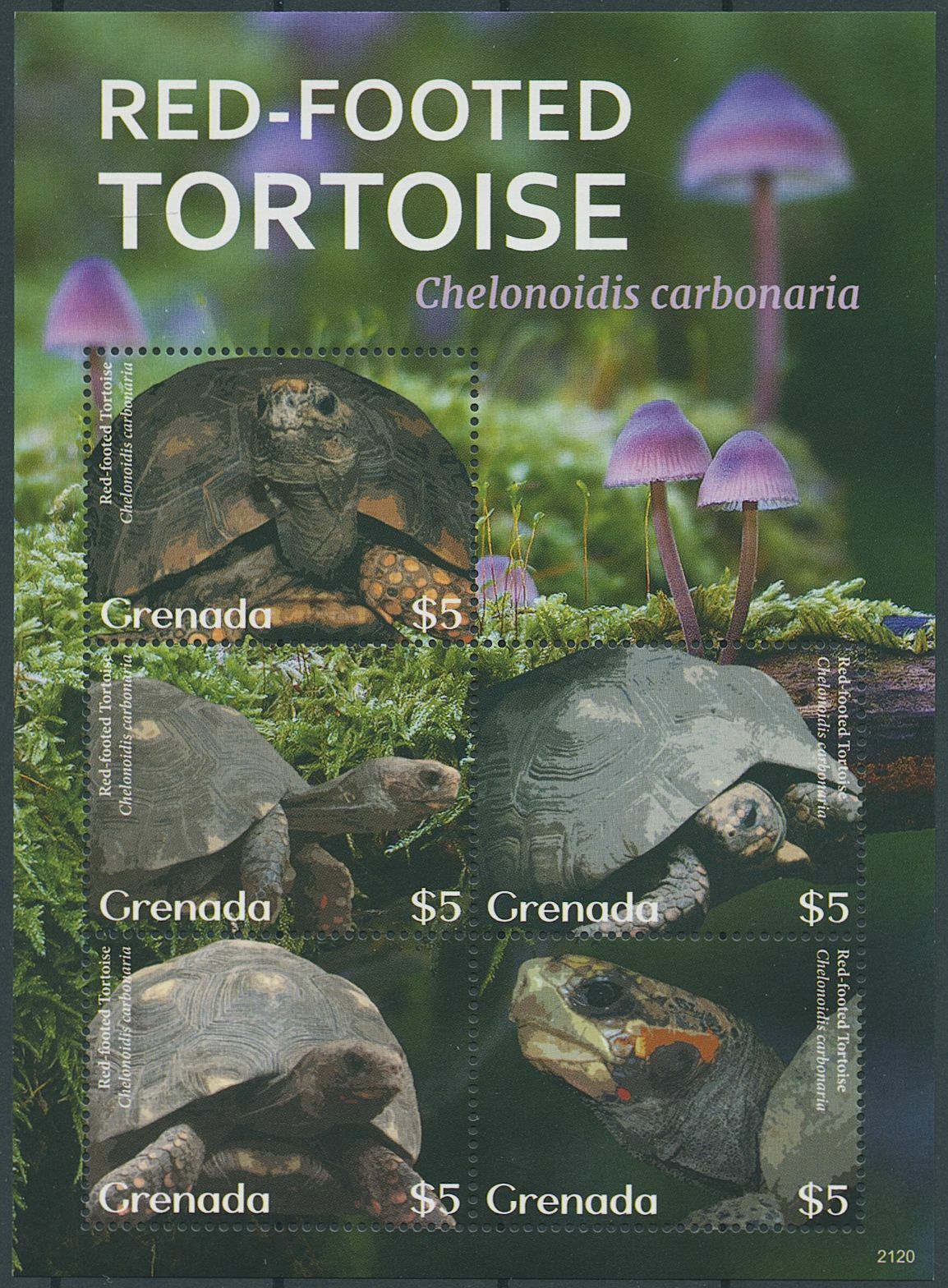 Grenada 2021 MNH Turtles Stamps Red-Footed Tortoise Tortoises Reptiles 5v M/S