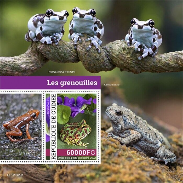 Guinea 2022 MNH Frogs Stamps Argentine Horned Frog Amphibians 1v S/S