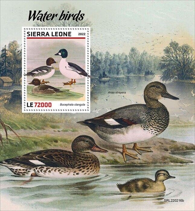 Sierra Leone 2022 MNH Water Birds on Stamps Ducks Common Goldeneye 1v S/S