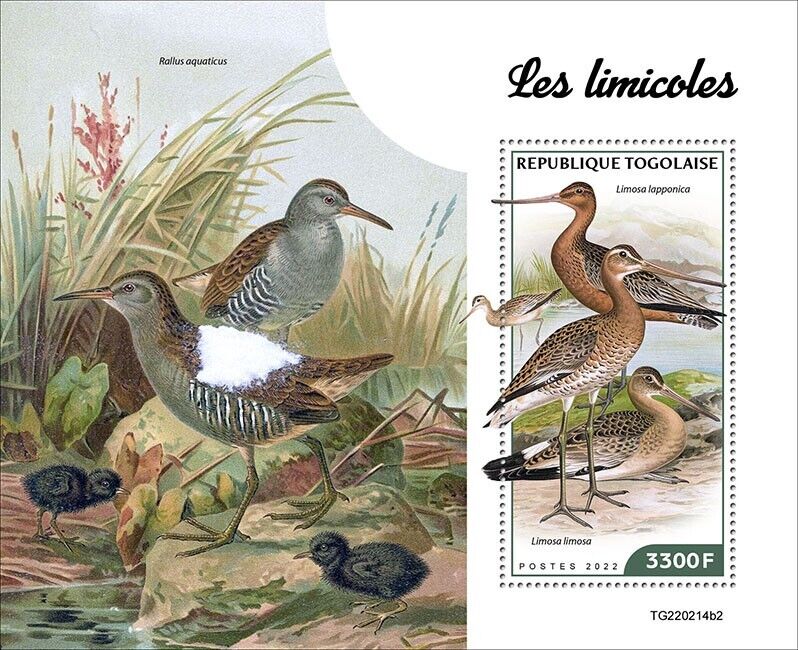 Togo 2022 MNH Birds on Stamps Waders Shorebirds Bar-Tailed Godwit 1v S/S II